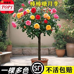 嫁接棒棒糖树桩月季花苗室外庭院四季花卉植物盆栽绿植玫瑰花树苗
