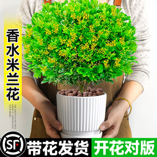 香水米兰花盆栽带花绿植驱蚊植物花卉卧室内四季开老桩茉莉花树苗
