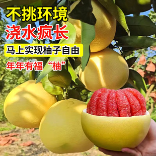 柚子树苗果树果苗红心蜜柚广西大沙田柚庭院嫁接南方种植水果葡萄