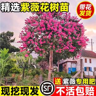 紫薇花树苗盆栽百日红花卉庭院老桩别墅室外绿化植物庭院大苗四季