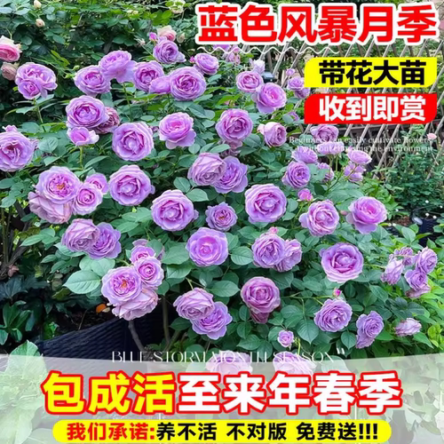 带花大苗四季开蔷薇玫瑰紫色