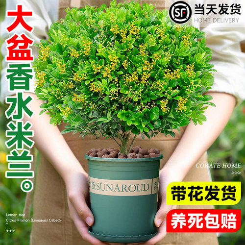 香水米兰花盆栽大盆带花苞浓香