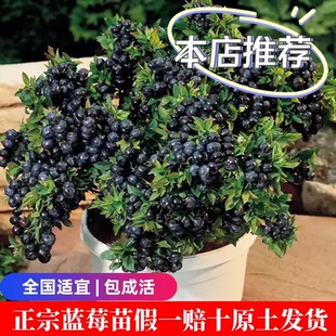 蓝莓树果苗盆栽蓝莓苗特大号带果室内阳台地栽耐寒南北方四季结果