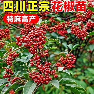 花椒苗正宗四川无刺花椒树苗大红袍汉源藤椒树麻椒大苗南北方种植