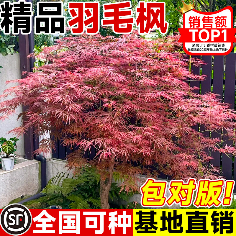 原生羽毛枫树苗嫁接红枫耐寒庭院盆栽室外造景树南北方种植大树苗