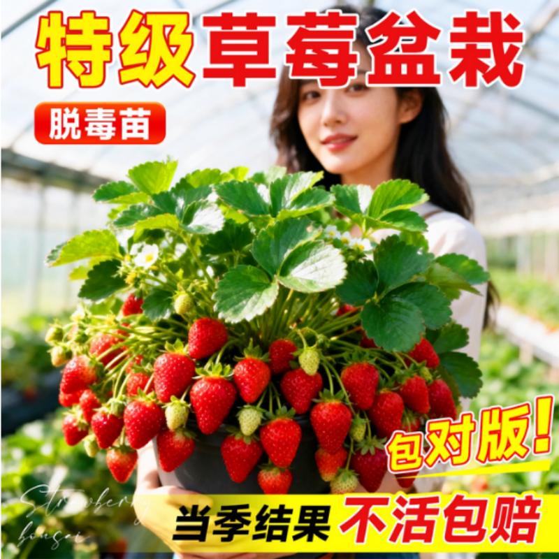 草莓苗秧穴盘奶油红颜四季