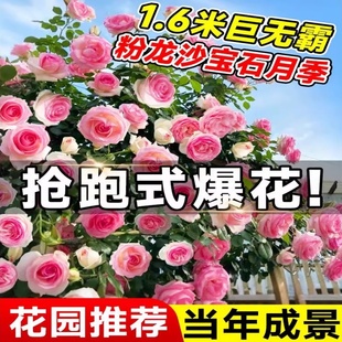 蔷薇花苗藤本月季花树大苗庭院爬藤植物阳台花卉爬墙玫瑰耐寒盆栽