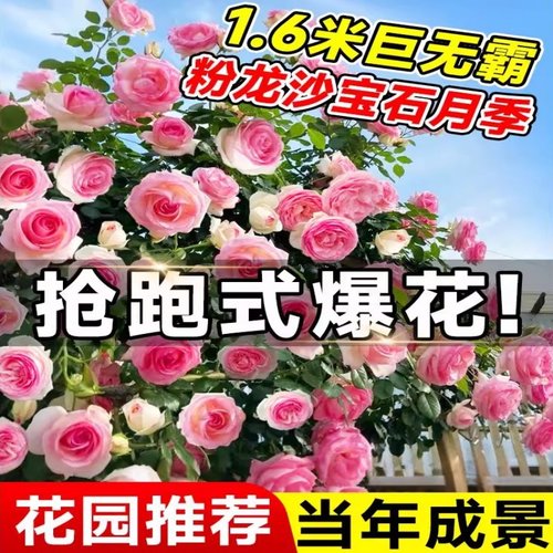 耐寒蔷薇藤本月季大苗爬墙盆栽