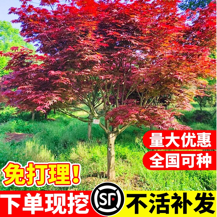 红枫树苗矮化庭院盆景