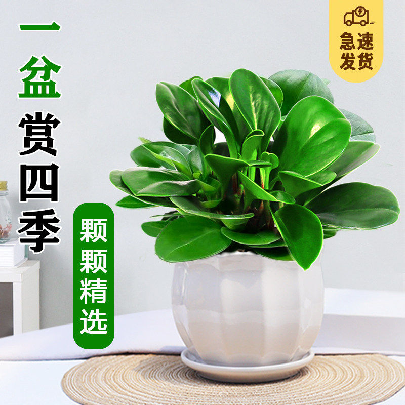 碧玉盆栽电脑宝贝植物室内常绿盆栽办公室净化空气四季好养小植物