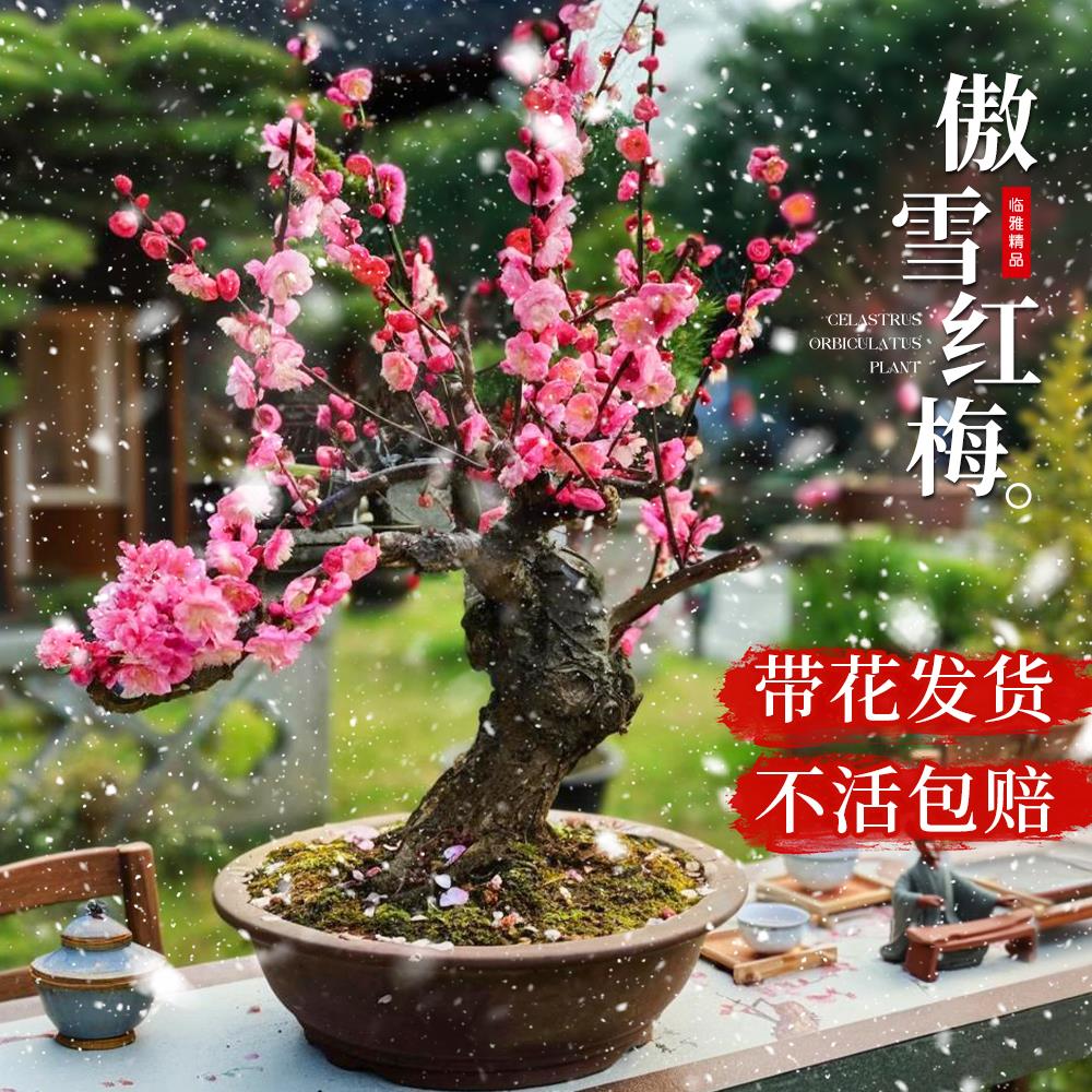 梅花盆栽树苗老桩盆景