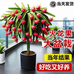 火龙果树果苗盆栽四季结果南北方种植白心黄金燕窝红心火龙果苗树