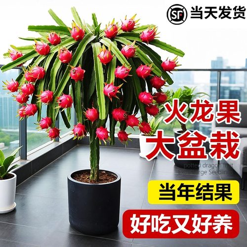 火龙果树果苗盆栽四季结果