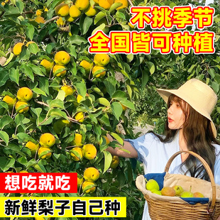 梨树果苗翠冠梨秋月梨树嫁接梨子树苗盆栽地栽南北方种植当年结果