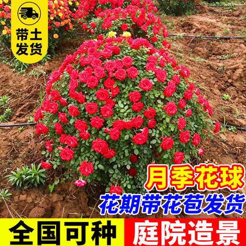 庭院造型月季蔷薇花球盆栽