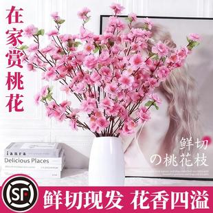 桃花鲜枝干枝水培鲜切水培桃花室内客厅水养绿植花卉办公室盆栽