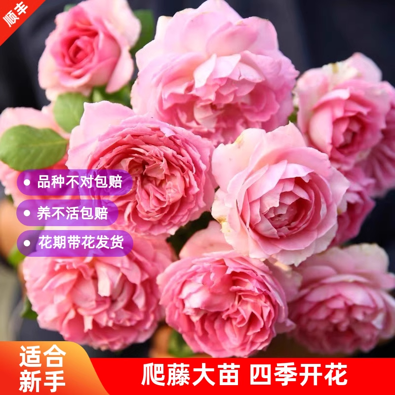 藤本罗衣无刺月季花苗爬藤蔷薇