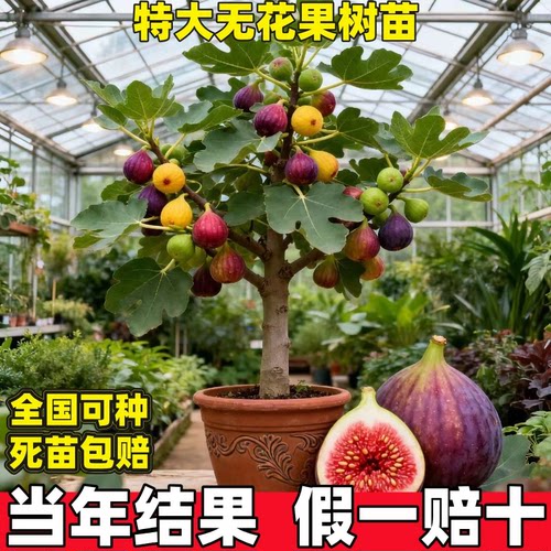 无花果树苗矮化盆栽特大波