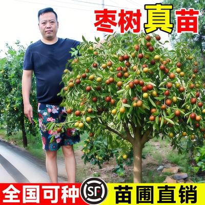枣树活苗果树南方北方带土球