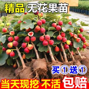 无花果树果苗盆栽矮化波姬红特大果青皮格莱斯无花果苗南北方耐寒