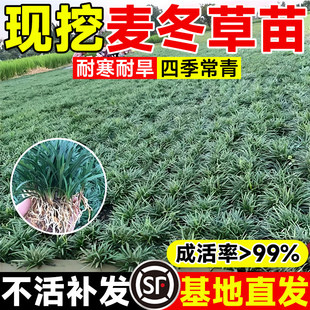 日本矮麦冬草玉龙草庭院草坪绿化地被植物细叶耐阴耐寒小麦冬草苗