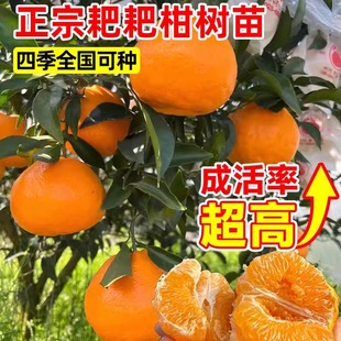 正宗四川春见耙耙柑树苗丑橘杷杷柑种植粑粑柑树苗盆栽橘子树果苗