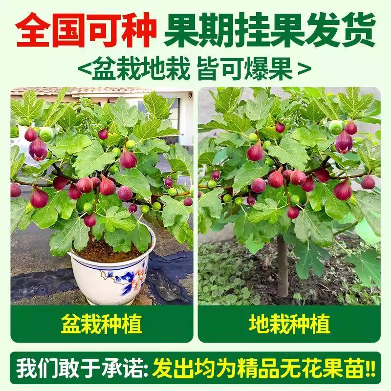 无花果树果苗格莱斯波姬红特大果