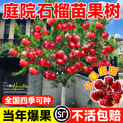 石榴树树苗突尼斯软籽庭院果树