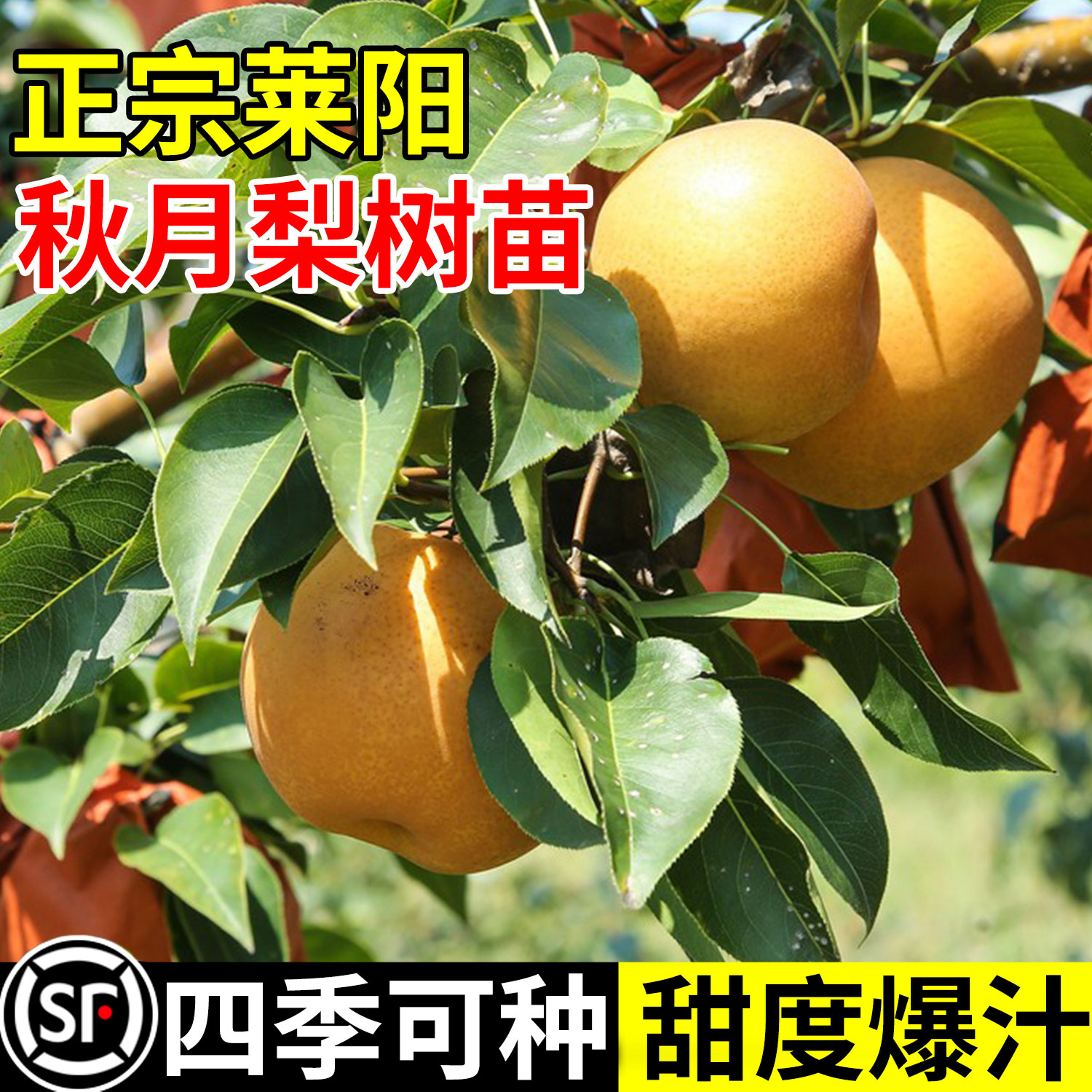 秋月梨树苗正宗超甜莱阳梨树苗