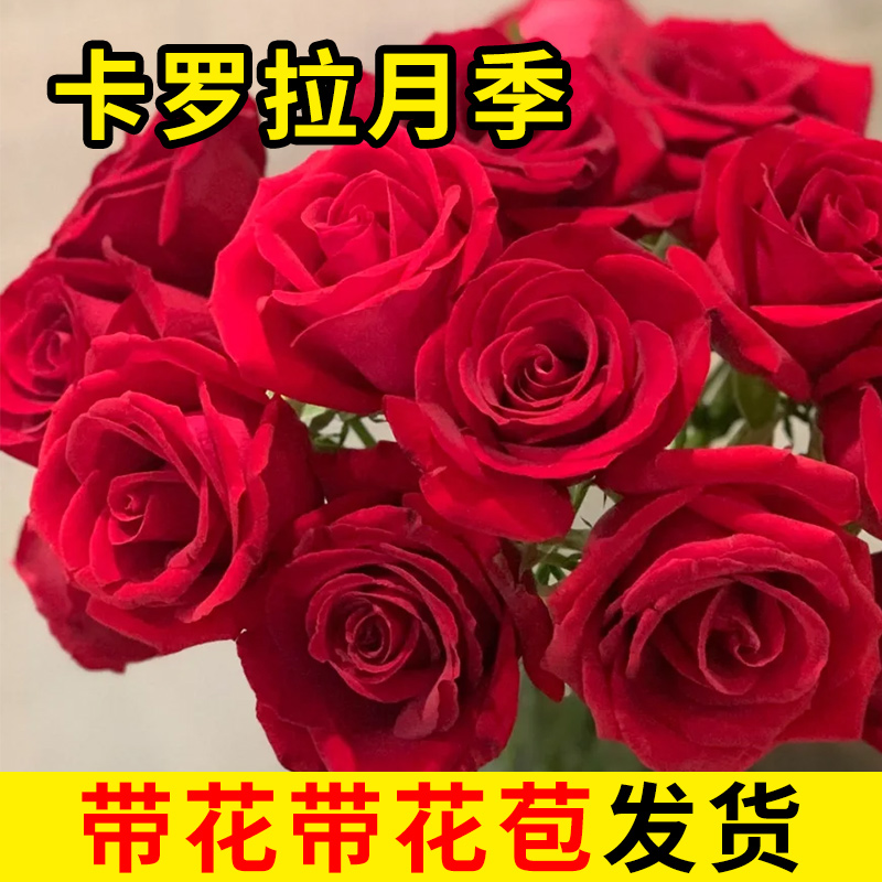 卡罗拉月季带花苞大苗玫瑰