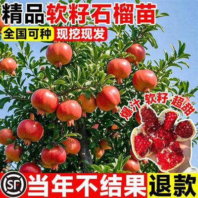 石榴树苗无籽突尼斯软蒙阳