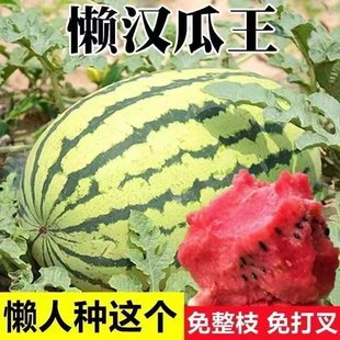 懒汉西瓜种子高产特大早熟四季播种庭院阳台少籽西瓜水果种籽
