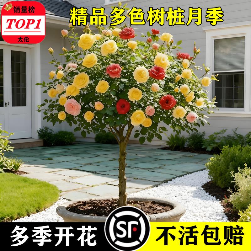 棒棒糖树桩月季花苗特大花朵