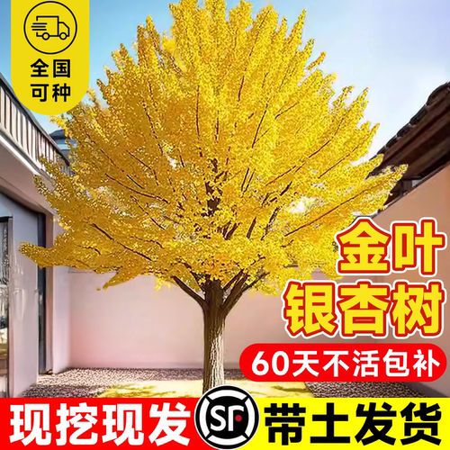 金叶银杏树苗行道树南北可种植