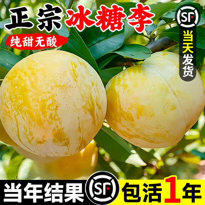 蜂糖李子树苗三华脆新品种