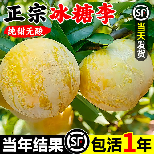 蜂糖李子树苗三华脆新品种