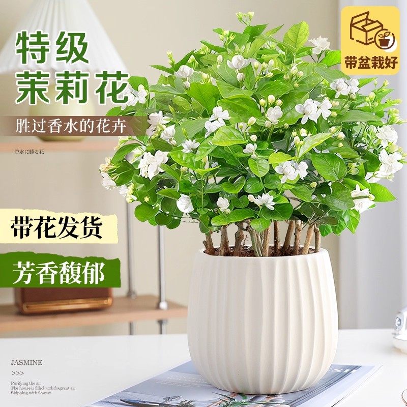 茉莉花盆栽绿植清新空气浓香阳台室内桌面花卉好养观花植物带花苞,鲜花速递/花卉仿真/绿植园艺,时令草本花卉,淘宝优惠券,粉丝福利购,淘宝优惠卷