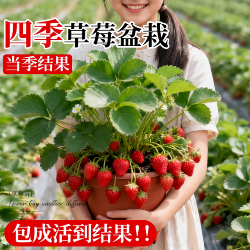 草莓苗四季盆栽食用奶油隋珠红颜