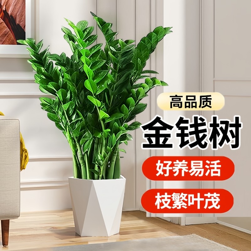 金钱树盆栽植物室内客厅绿植四季好养花卉办公室招财树大型摇钱树,鲜花速递/花卉仿真/绿植园艺,绿植,淘宝优惠券,粉丝福利购,淘宝优惠卷