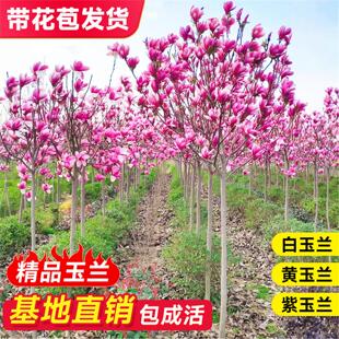 红白黄广玉兰花树苗带花苞二乔紫玉兰苗大树庭院地栽盆栽玉兰植物