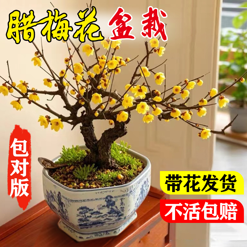 腊梅花树苗盆栽嫁接地载庭院风景