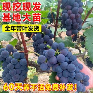 巨峰葡萄树苖苗阳光玫瑰果树无籽南北方种植盆栽庭院爬藤果苗大全