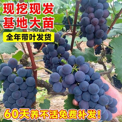 巨峰葡萄树苖苗阳光玫瑰果树