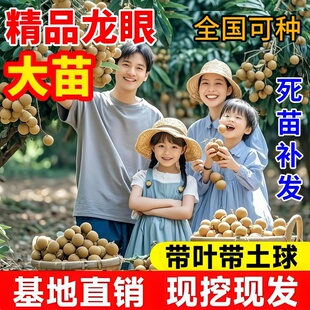 特大龙眼树苖嫁接盆栽水果树苗储良石硖南方四季种植地栽当年结果