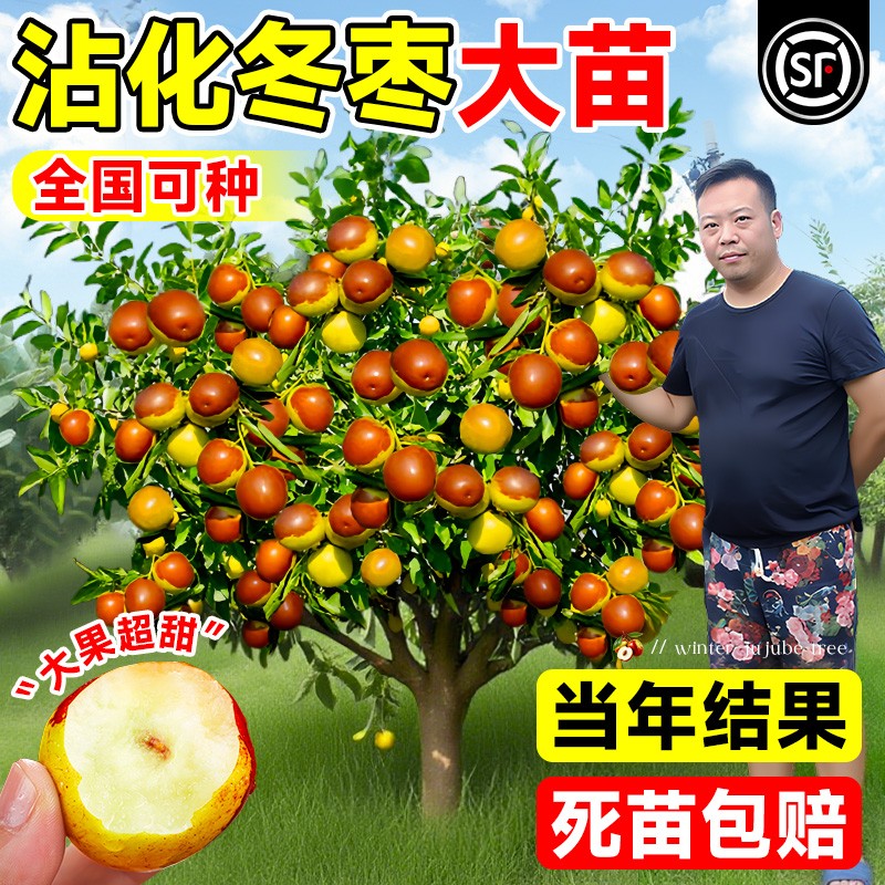 枣树活苗大枣超甜冬枣