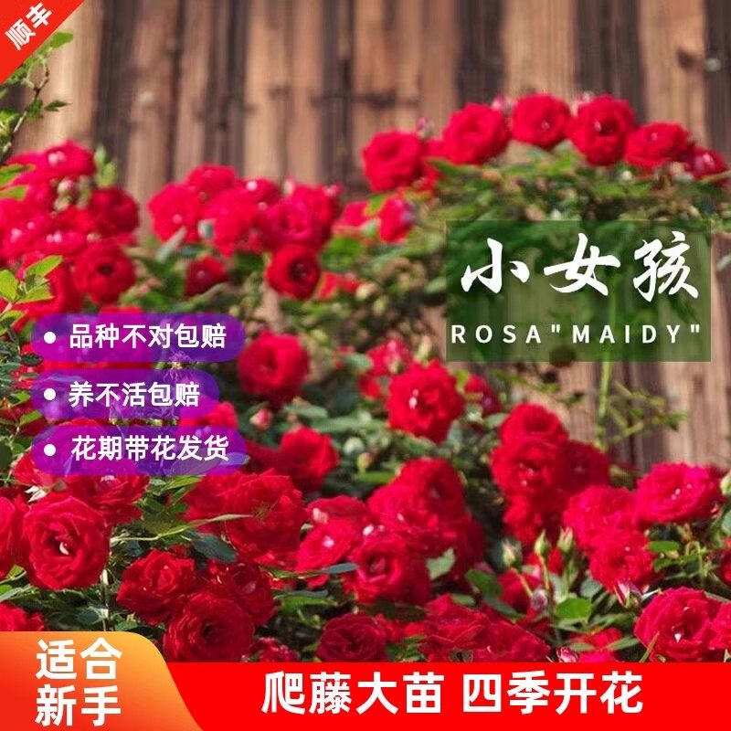 藤本小女孩月季花苗爬藤蔷薇开花红色玫瑰花室内阳台四季盆栽花卉,鲜花速递/花卉仿真/绿植园艺,藤本/攀援植物,淘宝优惠券,粉丝福利购,淘宝优惠卷