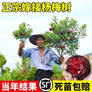 仙居东魁杨梅树树苗带土南方嫁接水晶果树果苗早熟大黑炭当年结果