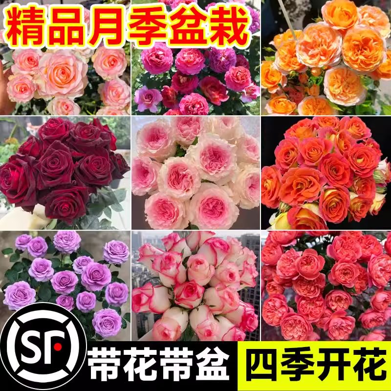 果汁阳台月季花苗四季花卉盆栽