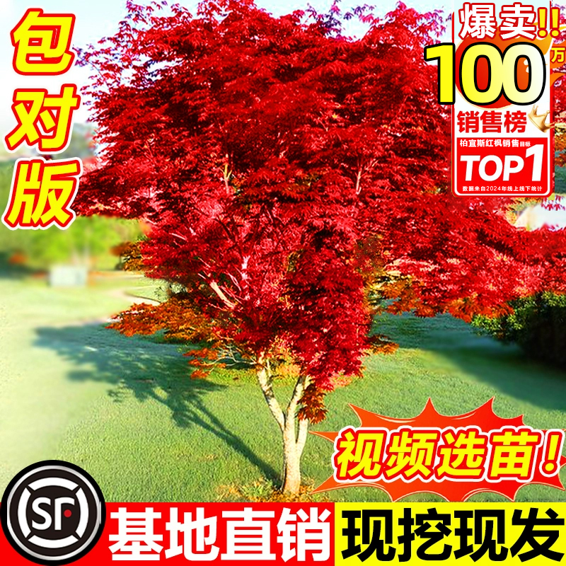 日本红枫树苗四季舞姬老桩