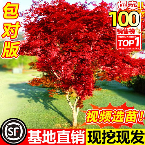 日本红枫树苗四季舞姬老桩